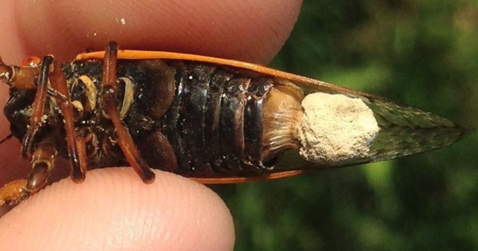 Massospora, the Parasite That Drugs Cicadas - The Atlantic