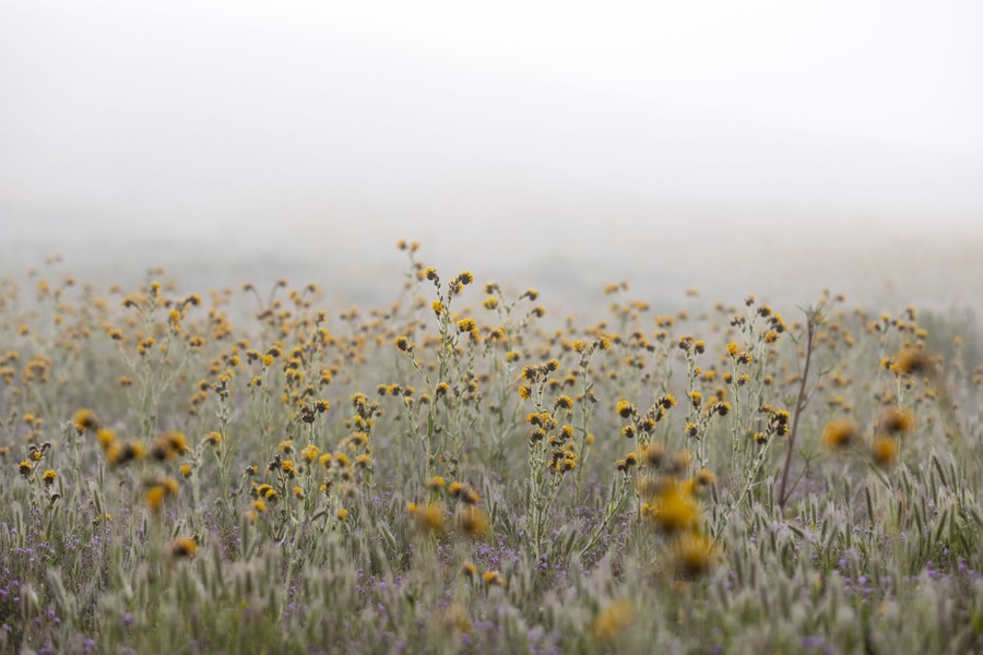 A view of fog over a field of wildflowers