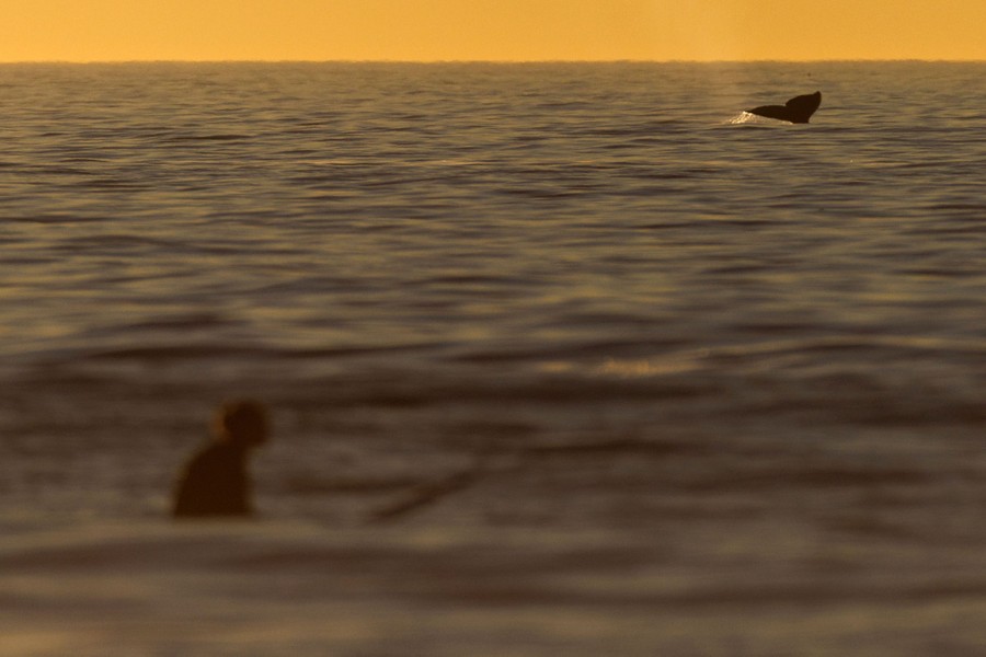 A whale's tail can be seen above the ocean's surface in the distance; a surfer sits on their board in the foreground.