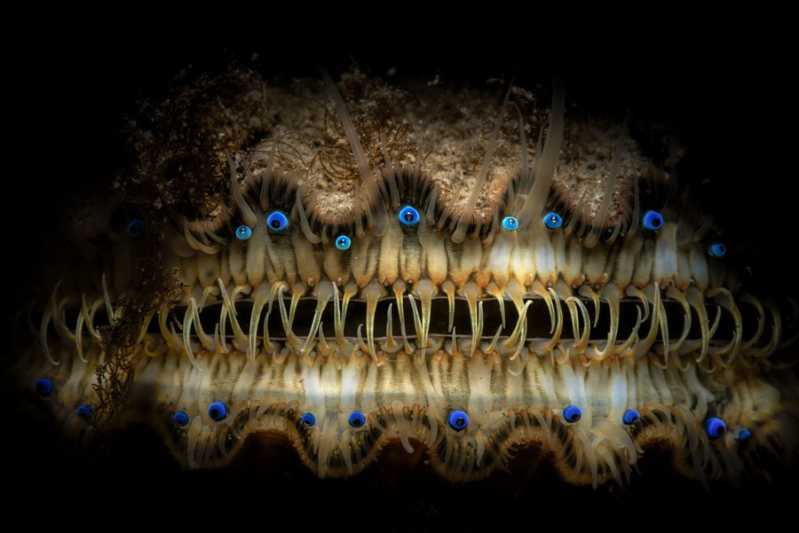 Rows of small blue eyes line the opening of a scallop's shell.