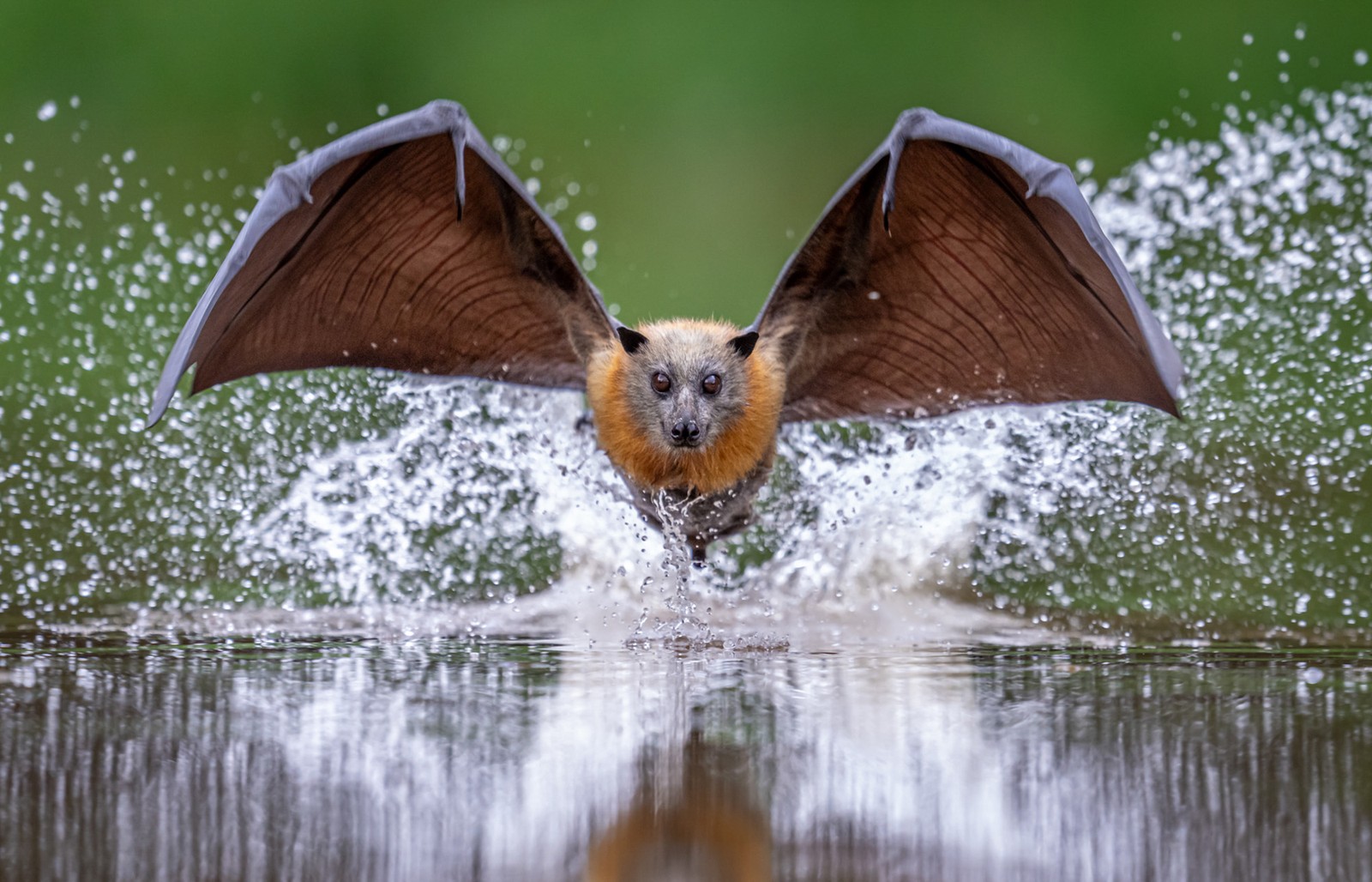 A flying fox, photographed face-on, wings out, flying through a splash of water