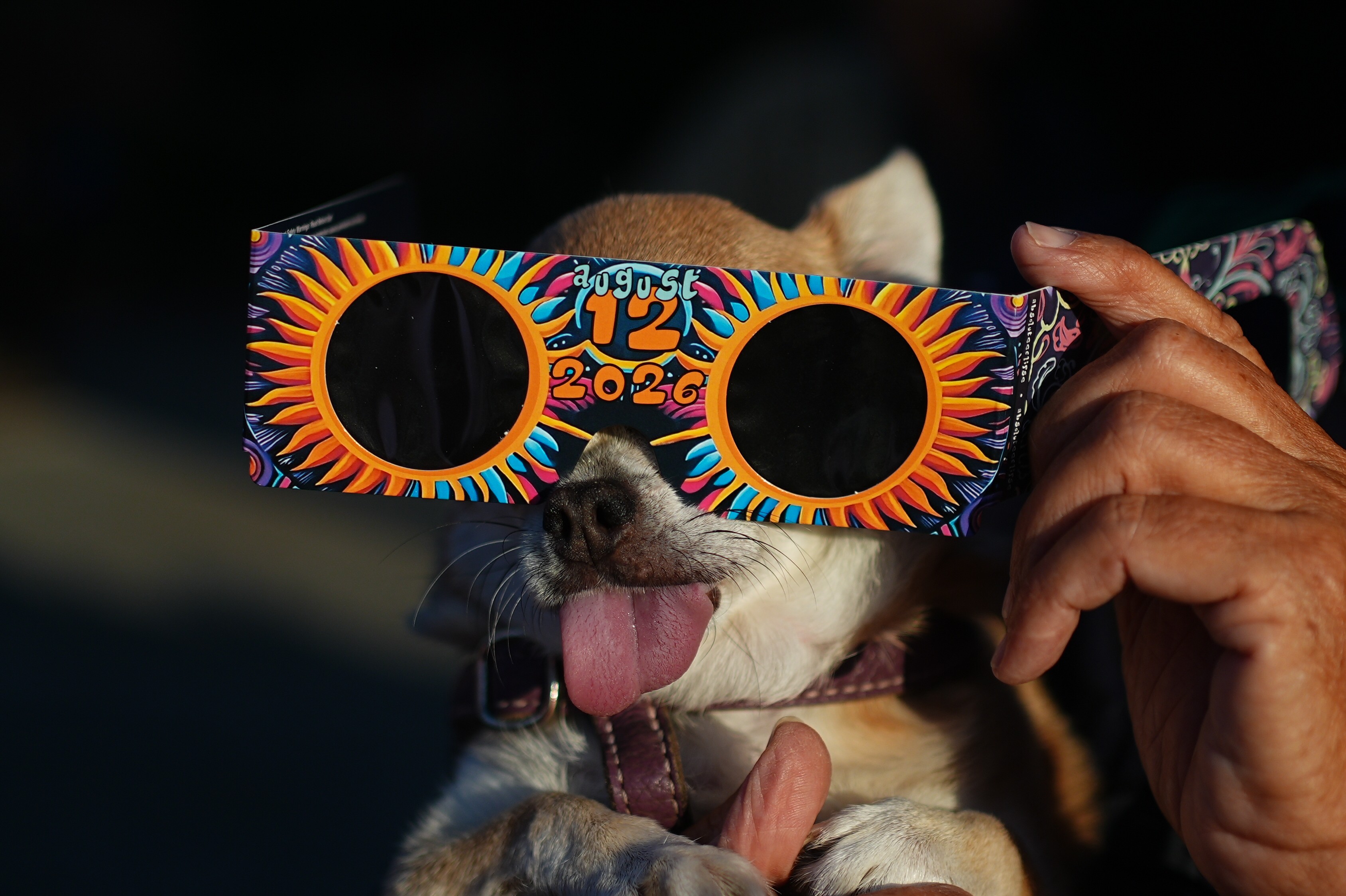 A dog is held with eclipse glasses over her eyes.