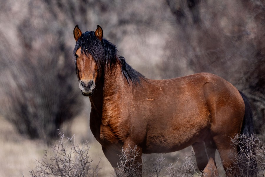 A wild horse looks toward the photographer.