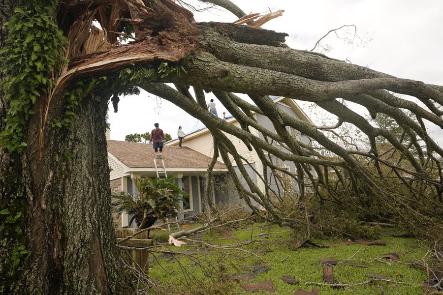 Several people walk on a roof, viewed through a fallen tree.