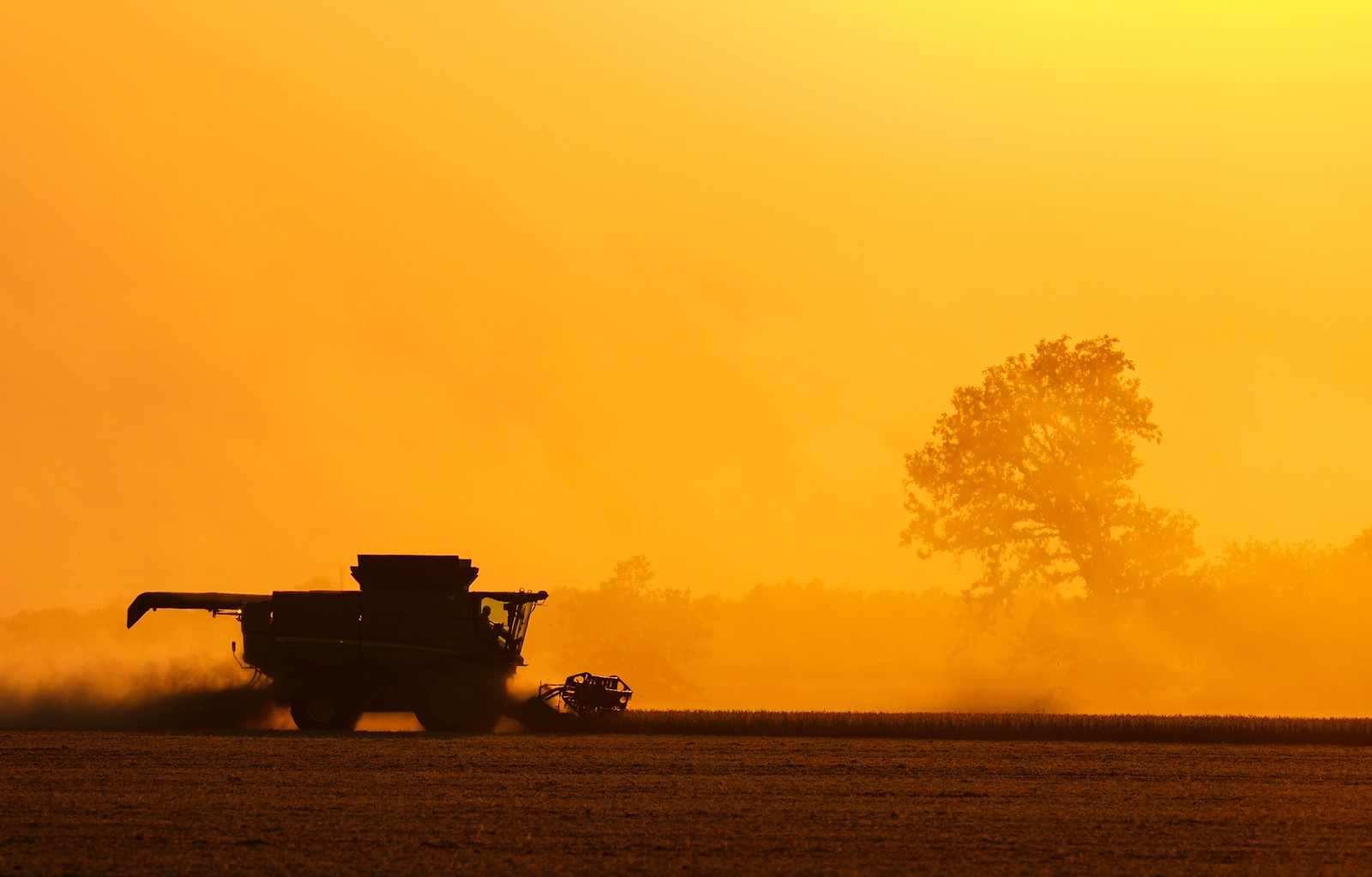 A combine harvester rules across a soybean field under low sunlight.