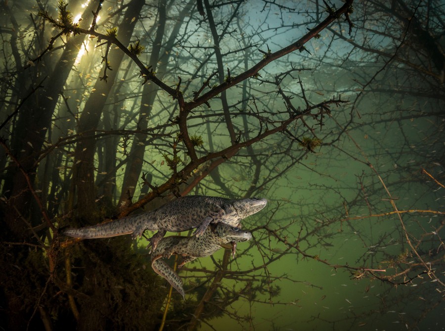 Two large newts swim among branches, seen underwater.