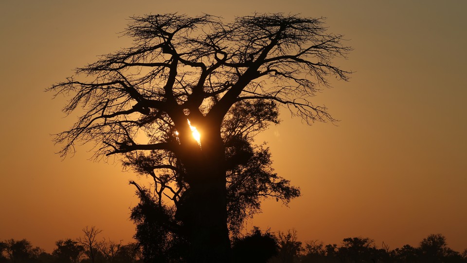 A baobab tree in the Okavango delta