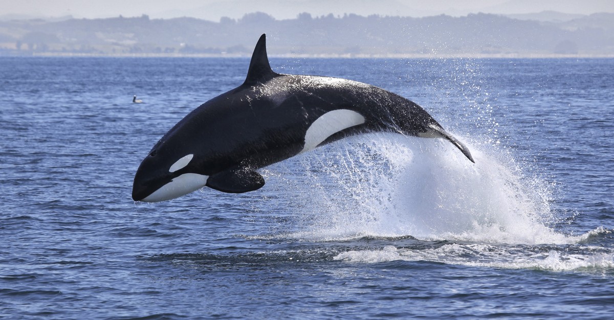 what do killer whales look like