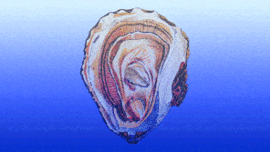 A gif of an oyster fades and disappears, against a blue background