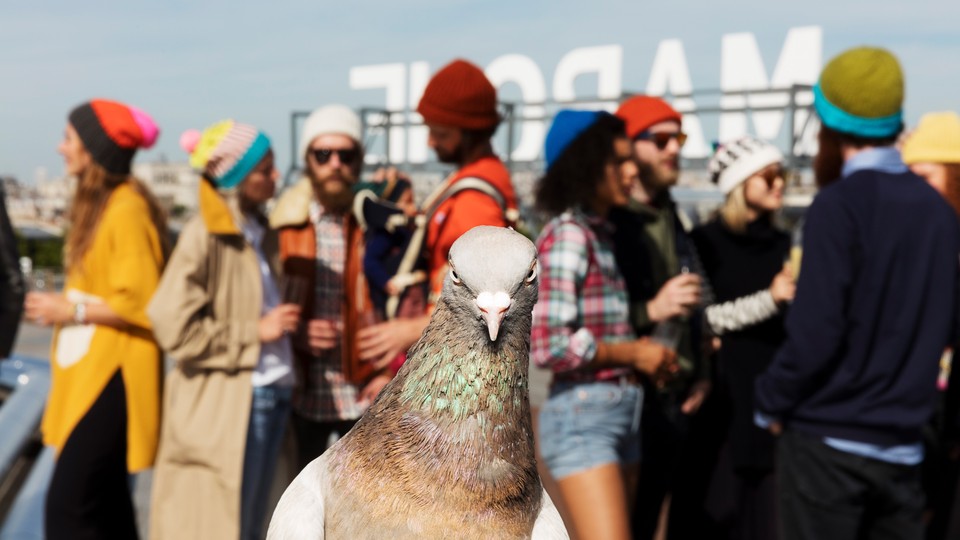 A close-up photo of a pigeon with people in the background