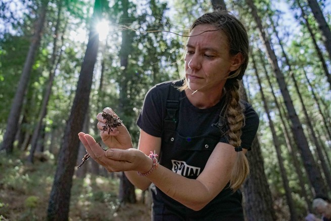 The biologist Toby Kiers holds up forest soil colonized by white fungal threads, called mycelium, in Bocca di Larone, Corsica.