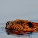 A beaver swimming