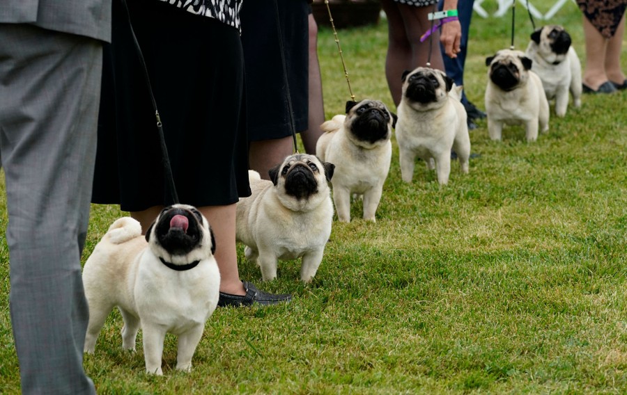 Six pugs are seen stranding in a line on grass, most looking up at their handlers.