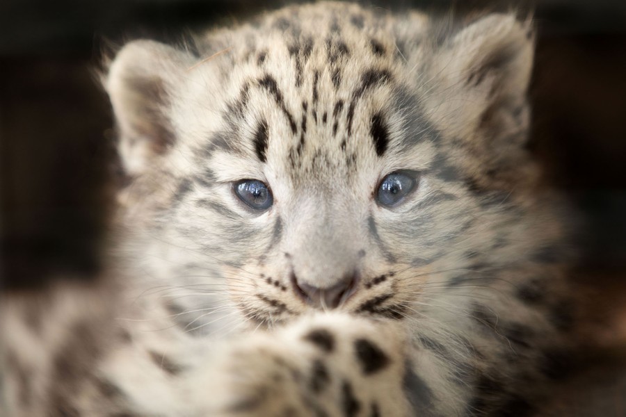 Photos of the Week: Ute Muster, Snow Leopard, Highway Acrobat - The ...