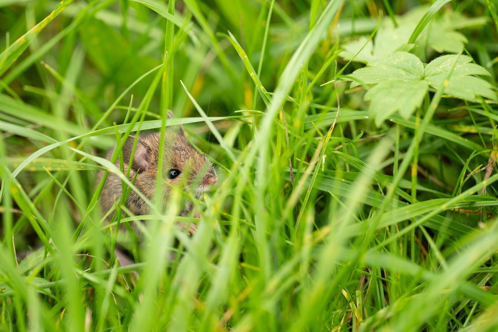 A small mouse, seen through blades of grass