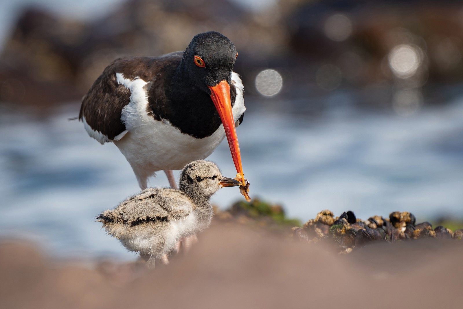 A long-beaked shorebird gives a bit of food to a chick.
