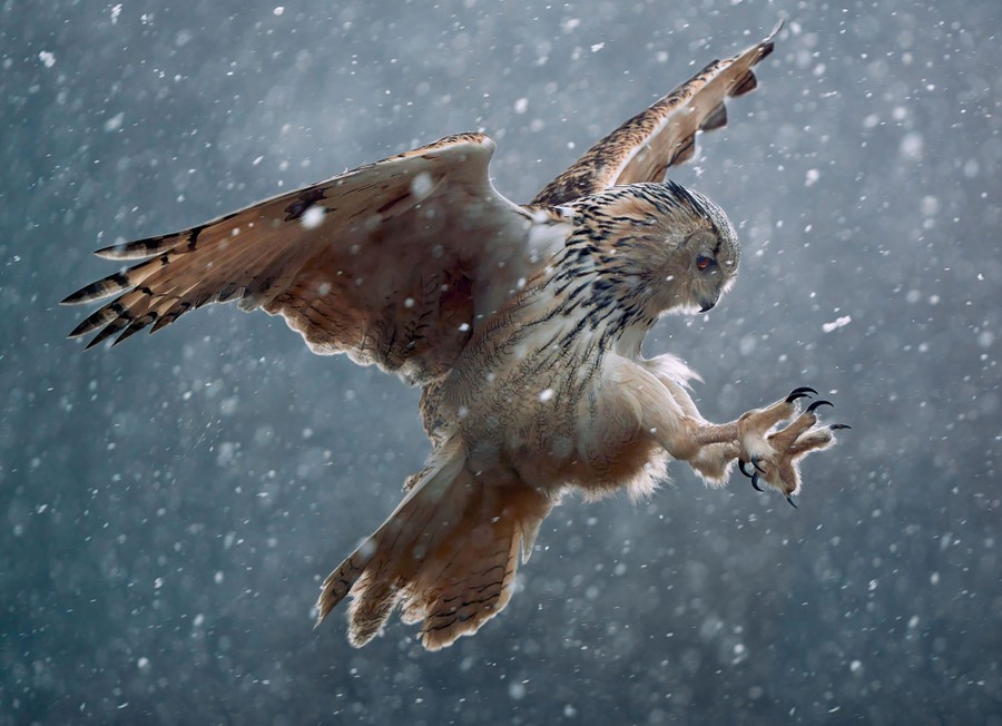Photos: Superb Owl Sunday VIII - The Atlantic