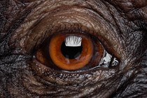 Close-up photograph of the eye of a chimpanzee