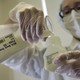 A person wearing gloves and a surgical mask pours liquid from a flask labeled "Milk Bank" into a jar