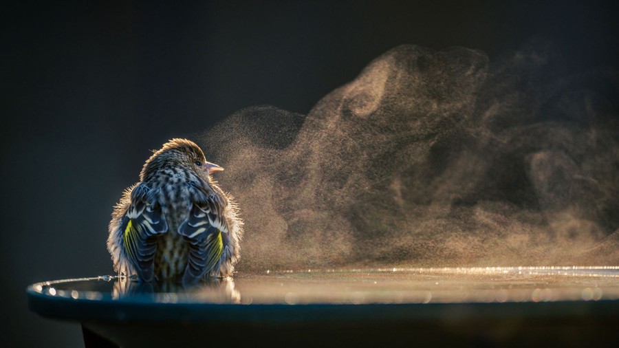 A small bird rests in a birdbath, appearing to radiate steam.