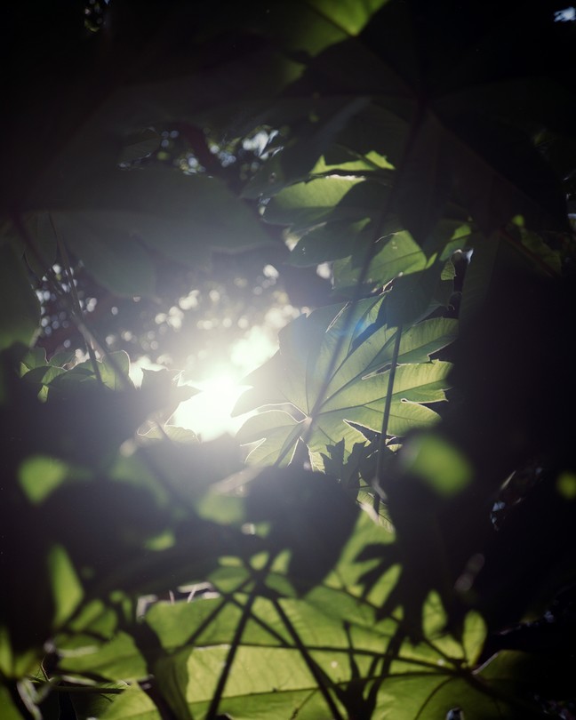 a photo of sunlight through the leaves of a tree
