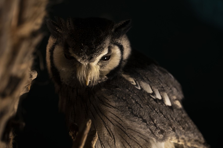 Photos: Superb Owl Sunday VII - The Atlantic