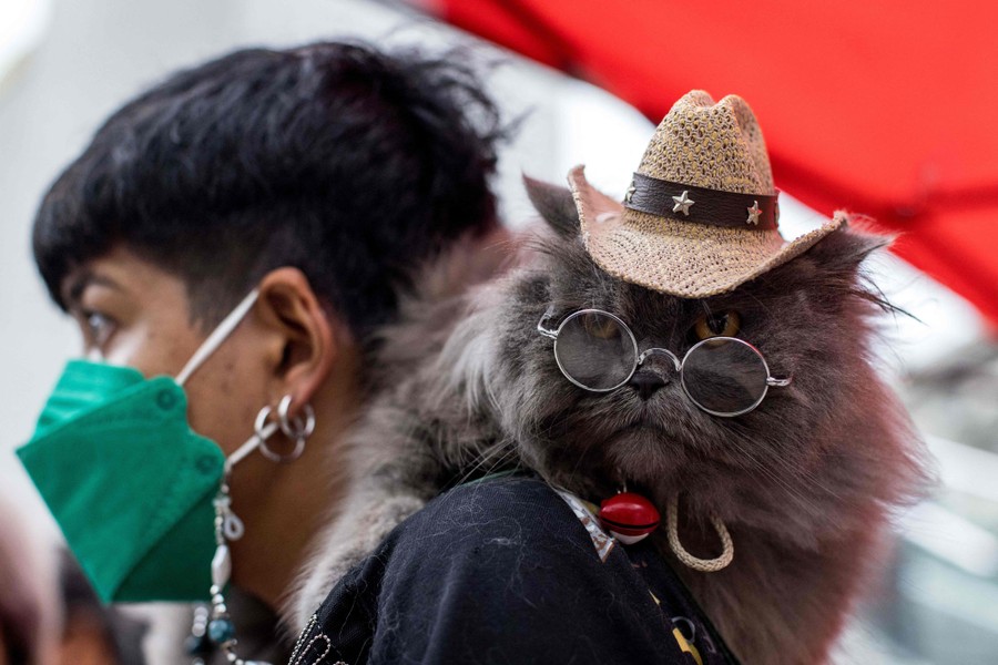 A cat wearing glasses and a small cowboy hat sits on a protester's shoulder.