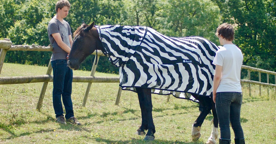 Why Do Zebras Have Stripes To Shoo Away Flies The Atlantic