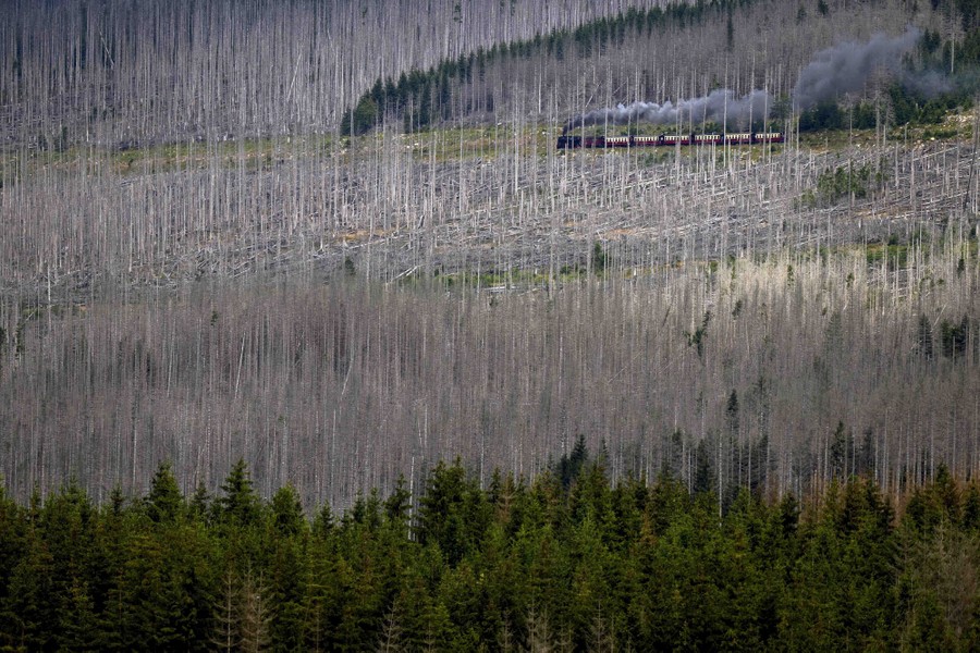 A steam train travels through a hillside forest made up of mostly dead trees.