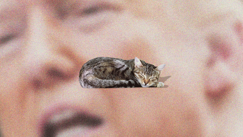 An illustration of Trump with a sleeping cat.