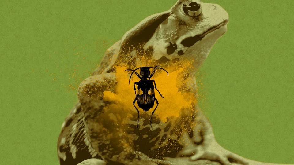 A bombardier beetle inside a toad