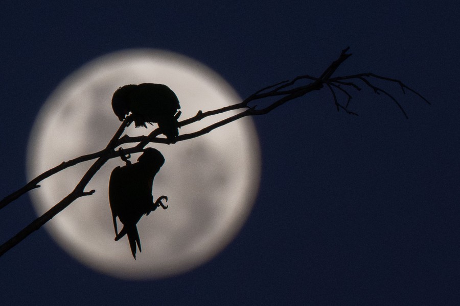 Two parrots cling to a branch, seen in silhouette in front of a full moon.
