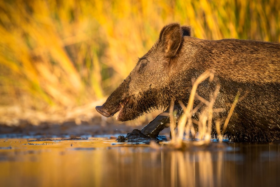 A wild boar steps through a muddy swamp.