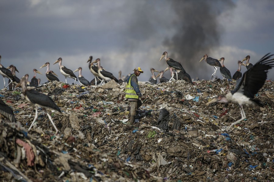 A man scavenges for recyclable material on a huge pile of garbage, among two dozen large storks.