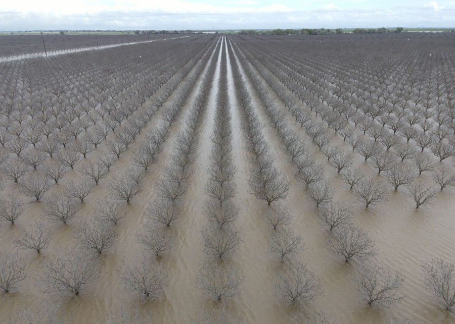 An elevated view of a flooded orchard