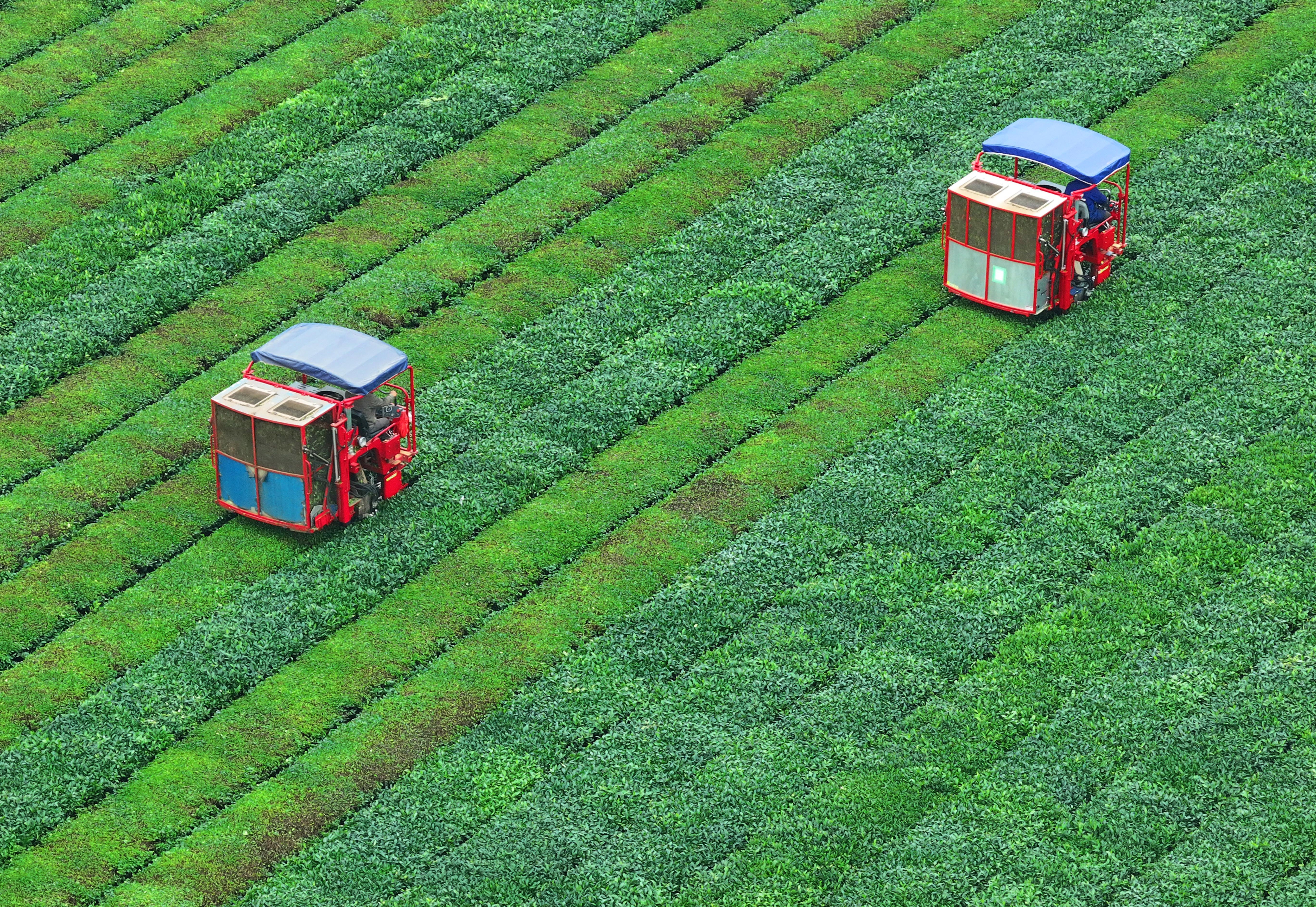 An aerial view of two tea-picking machines picking tea leaves in a tea garden