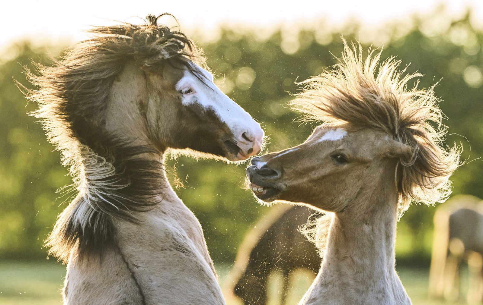 Two horses play with each other, tossing their manes.