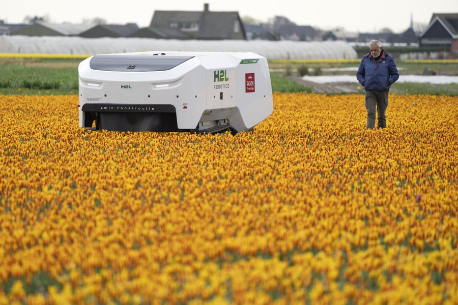 A man walks in a field of flowers behind a large boxy robot.