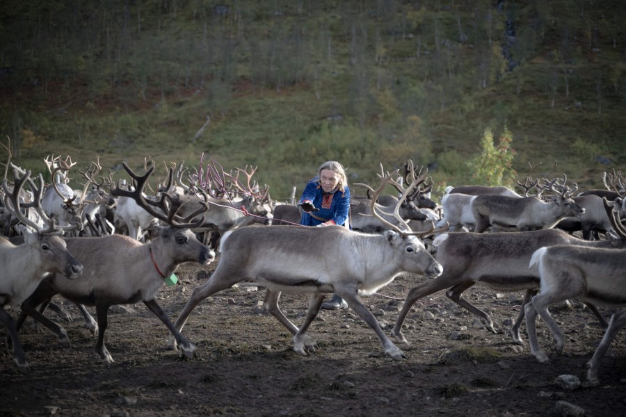 A woman throws a rope in a herd of reindeer, trying to lasso one of them.