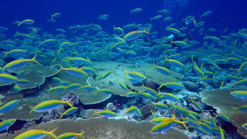 Yellow and blue fusiliers shoal over a reef in the Chagos Archipelago.