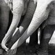 several elephant trunks reaching into the same bucket