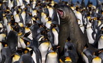 An elephant seal is surrounded by penguins.