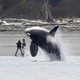 An orca breaches near a beach in Puget Sound, as people photograph it from shore.