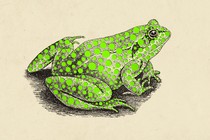 Illustration of a frog with green spots all over it