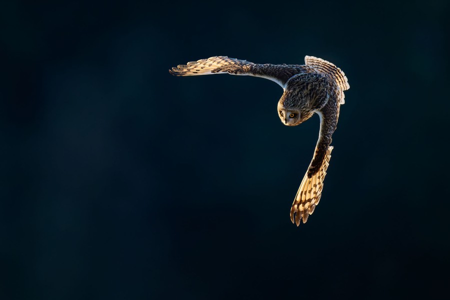 A short-eared owl with its wings spread and aimed forward flies toward the camera, its wing and tail feathers illuminated.