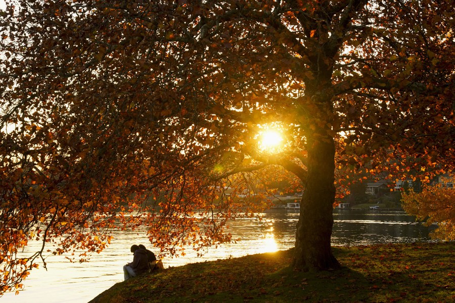 A couple sits beside a lake, in a park, beneath a tree, at sunset.