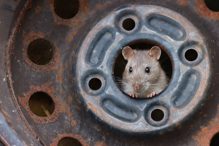A small rodent peers out from the center hole in a tire hub.