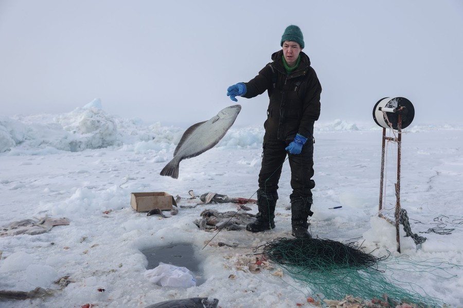 A person pulls a halibut from a fishing hole cut in thick ice.