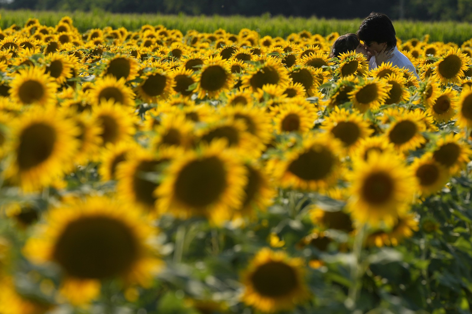 A couple shares a kiss in a sunflower maze.
