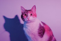 A wide-eyed calico cat in lavender lighting, with its shadow visible on the white wall behind it